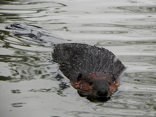 Look for Audubon Beavers at Dusk, Saturday April 27