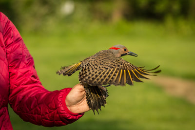 Saturday Bird Bandings at Audubon, April 27–May 18