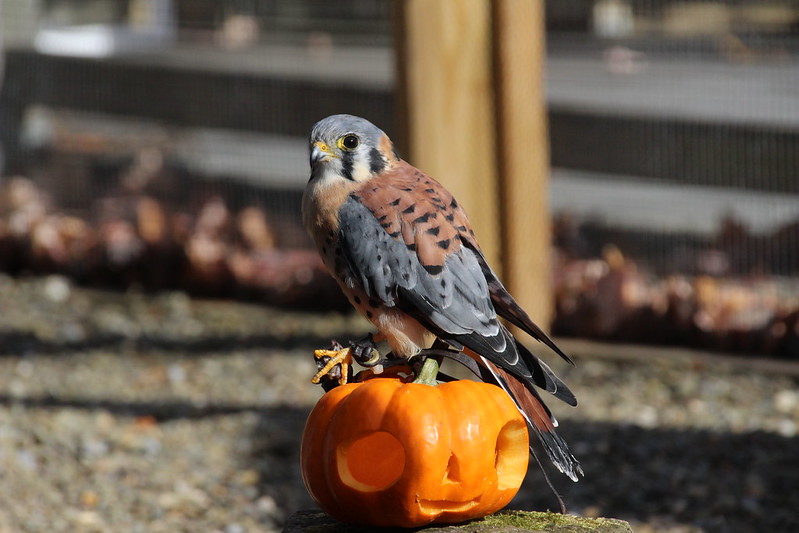 Delight in Nature at Audubon’s Free Storytime Event