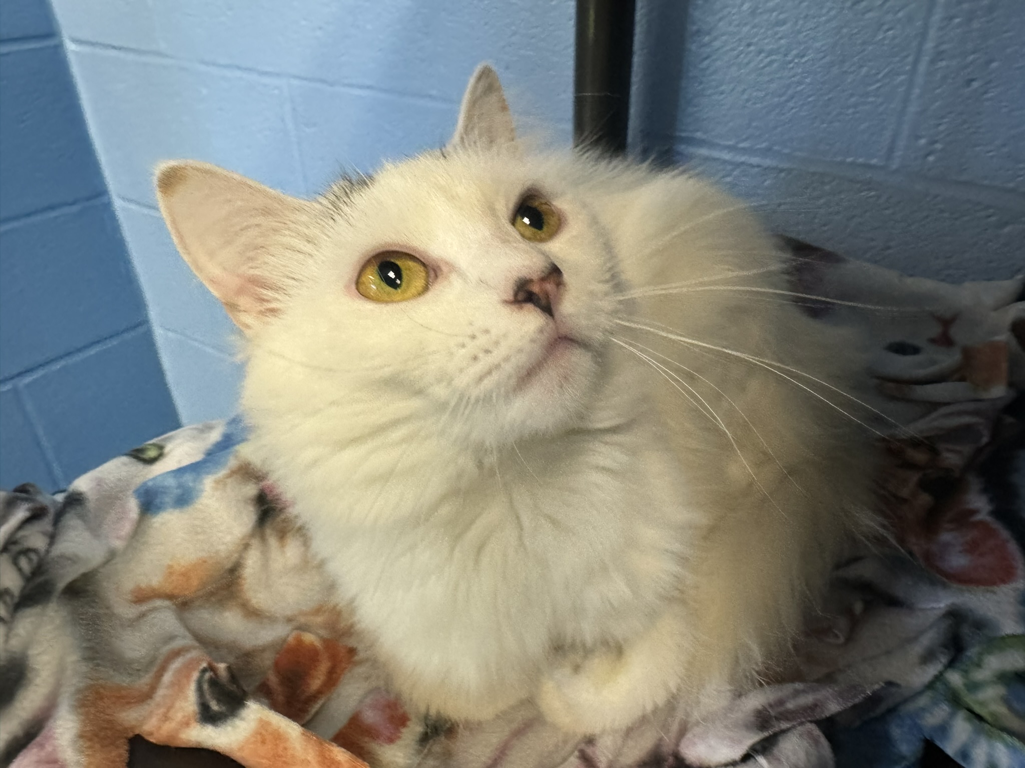 Meet Lucy, Our Newest Pet of The Week