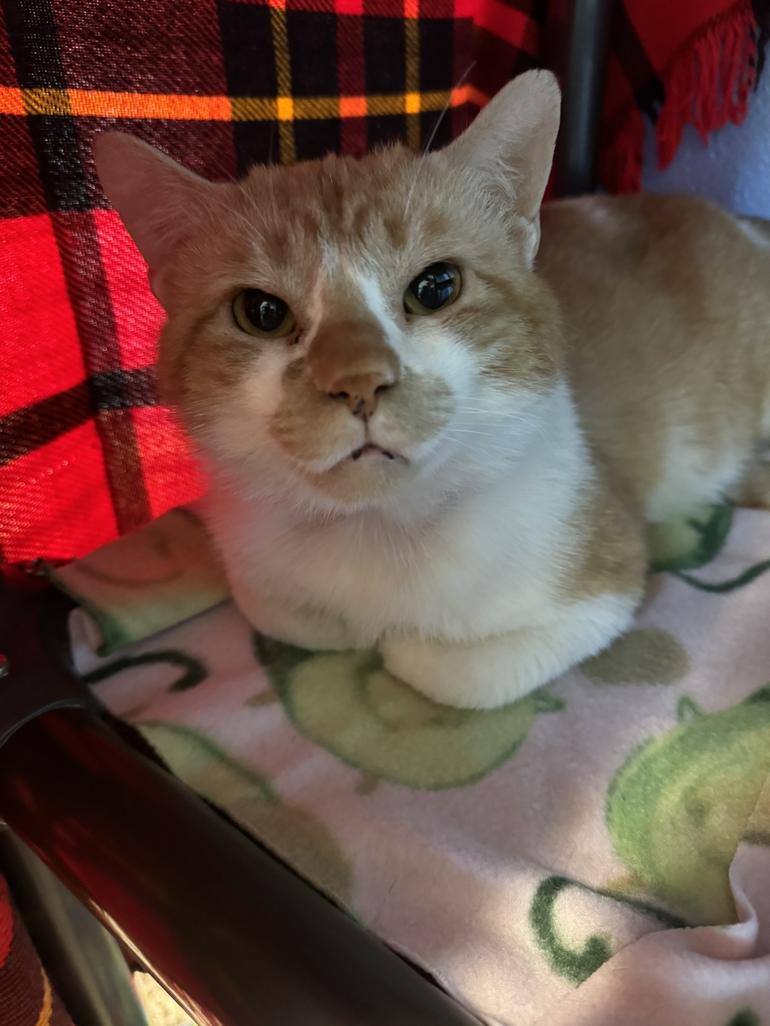 Meet Goldfish, Our Newest Pet of The Week