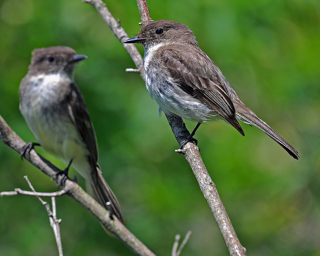 Final Spring Bird Bandings at Audubon Saturdays May 11 and 18