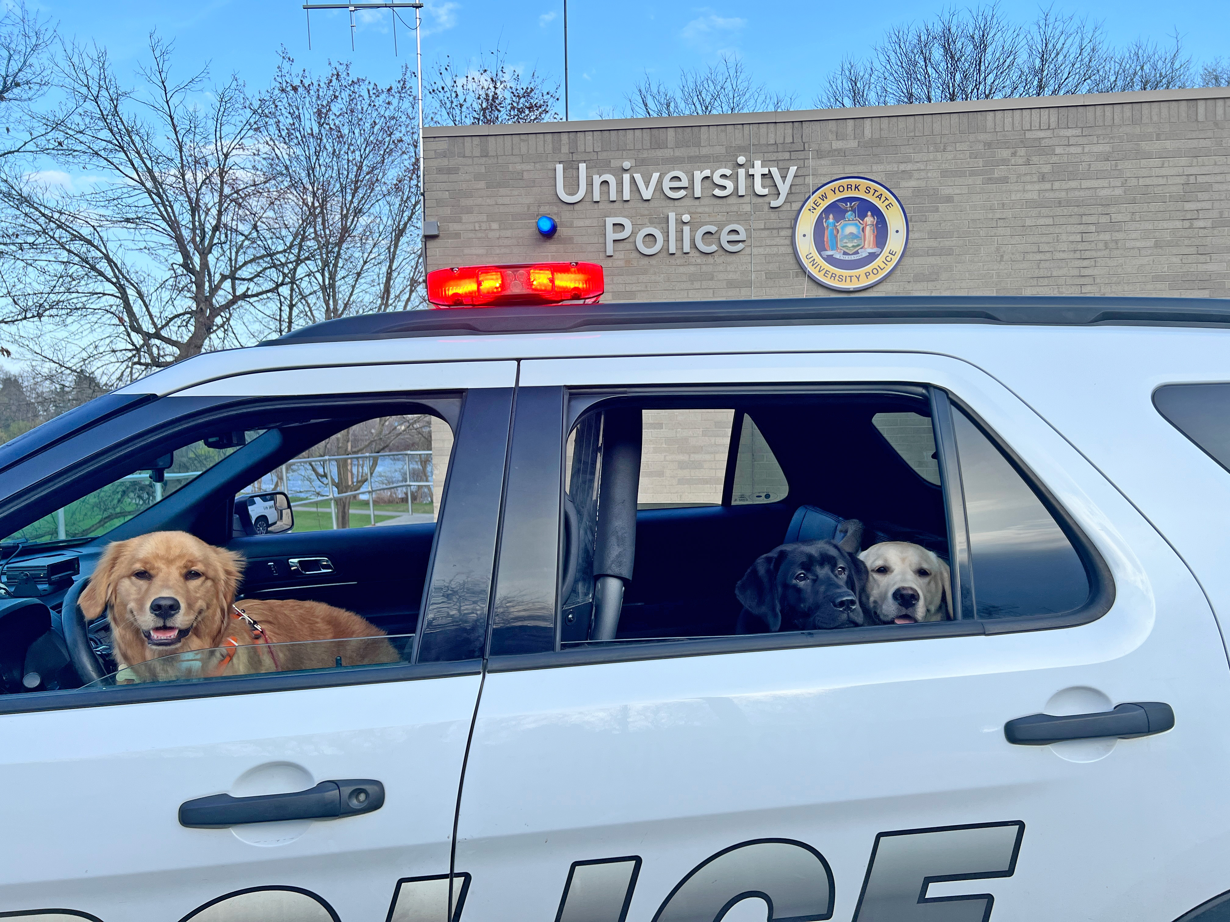 Furry Friends on Patrol: Therapy Dogs Boost Campus Wellness
