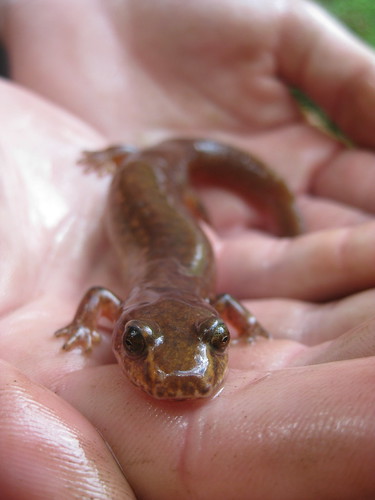 Join The Salamander At Audubon Saturday, May 25