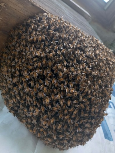 CHAUTAUQUA COUNTY BEEKEEPERS’ ASSOCIATION TO HOST MEETING