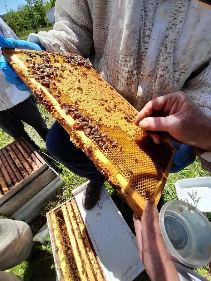 Discover the Buzz: Join Chautauqua County Beekeepers Association’s Monthly Meeting