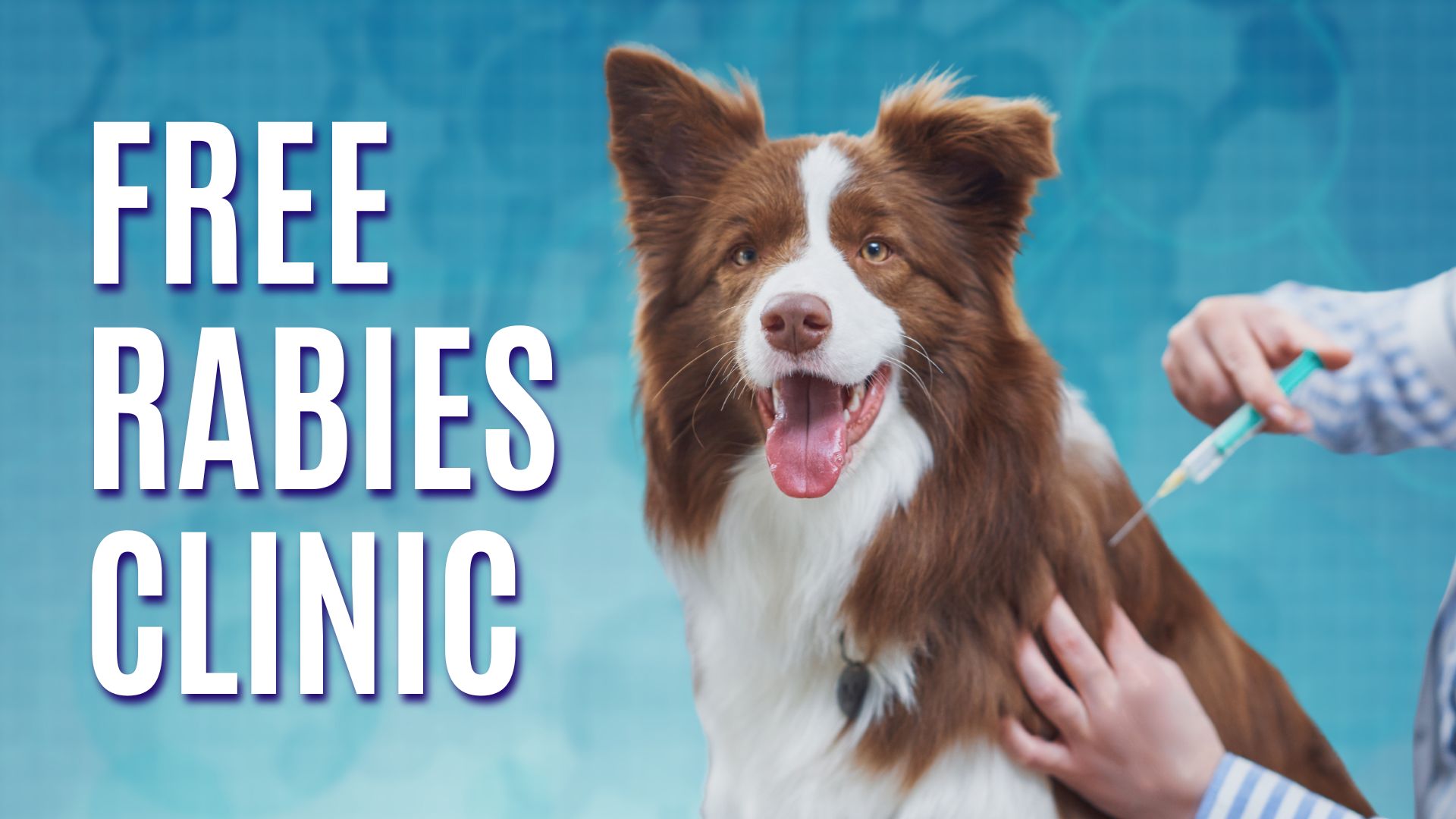 Protect Your Pets: Free Rabies Vaccination Clinics Announced in Ellington