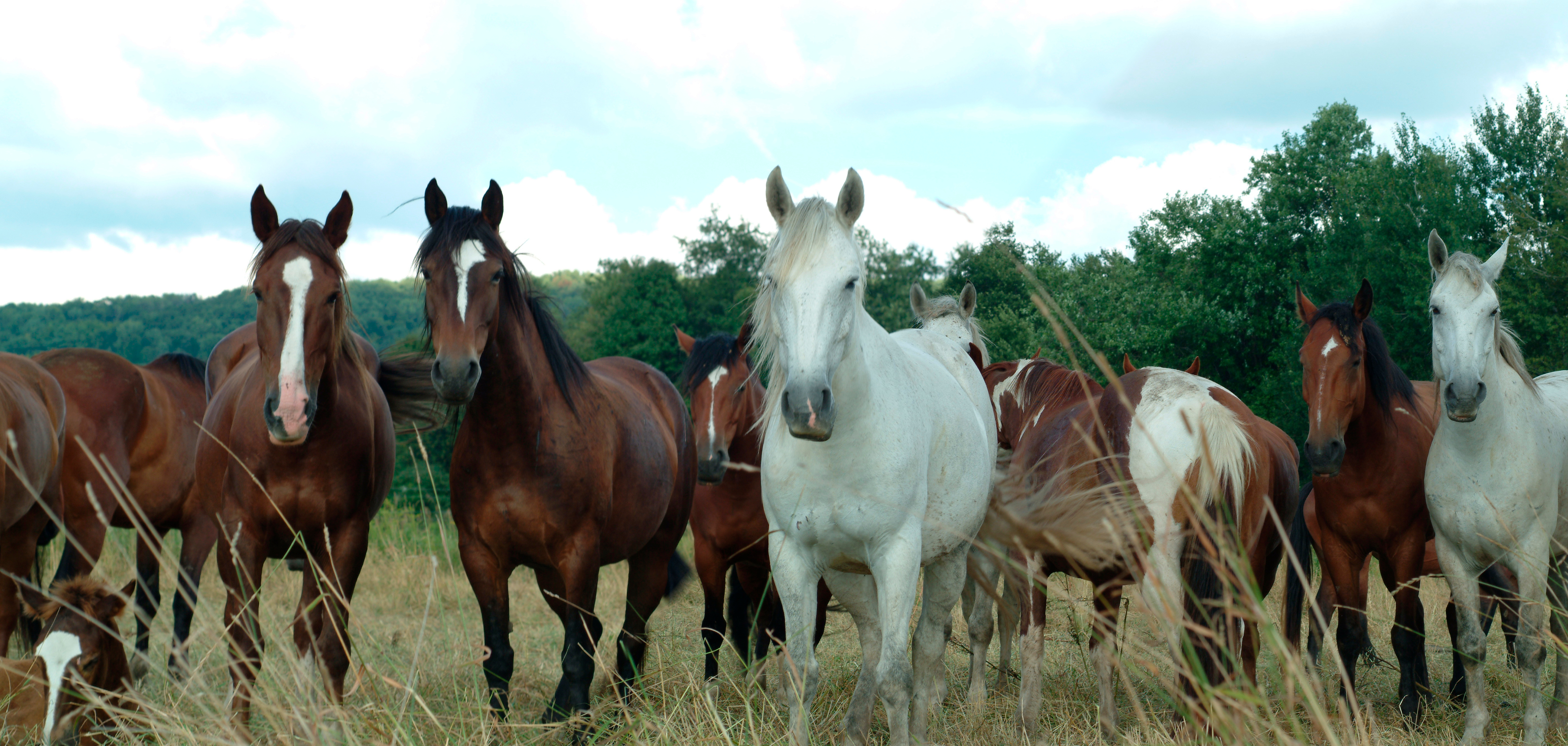 The Broncs Have Arrived: Gerry Rodeo Gears Up for 79th Annual Extravaganza