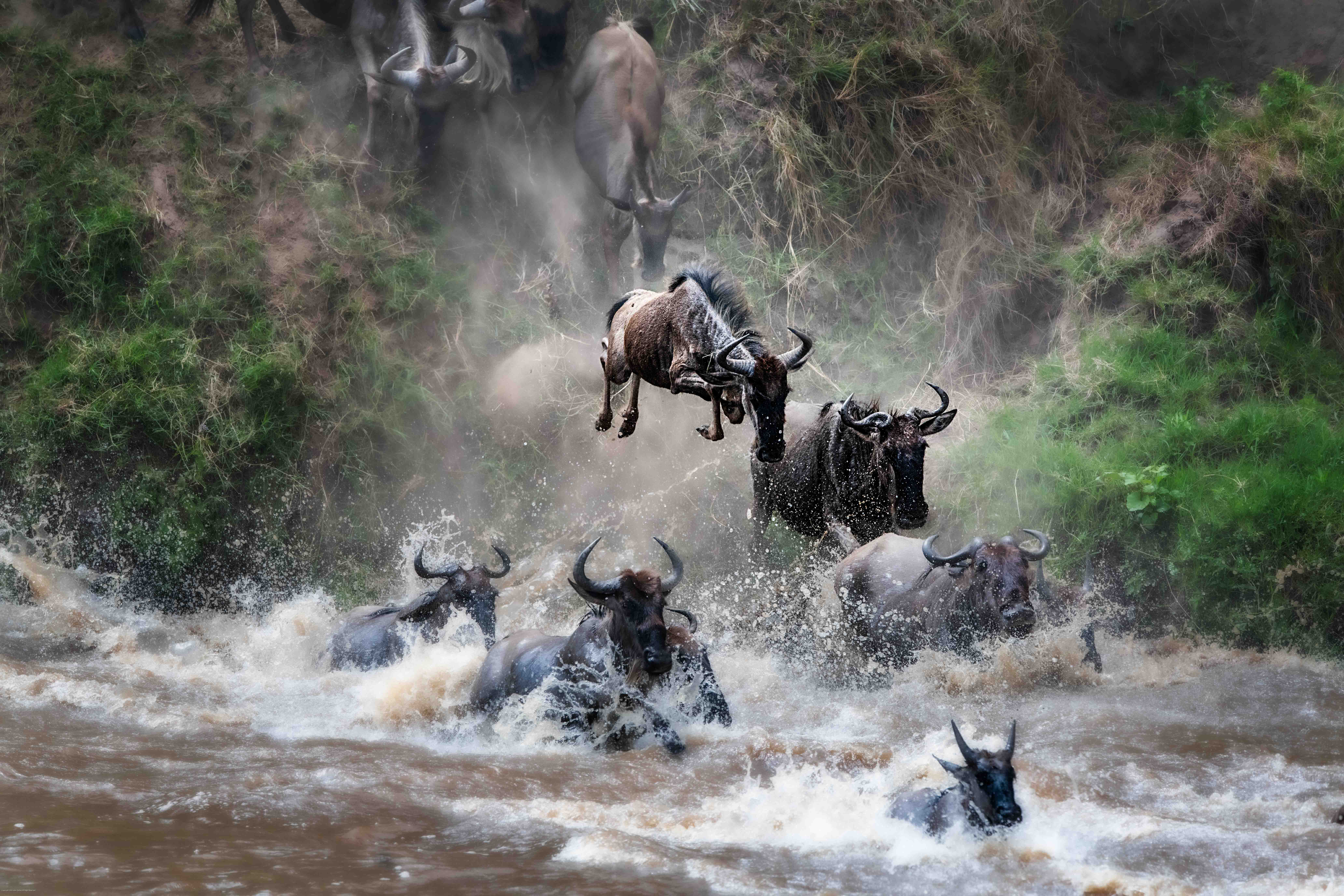 Dr. John Gerber Unveils “The Great Migration” Photography Exhibit in Mayville
