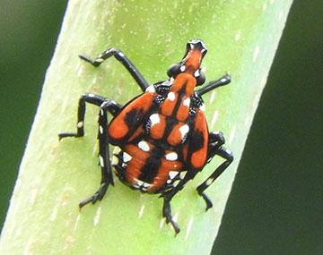 Unwelcome Invader: Spotted Lanternfly Threatens Lake Erie Grapes