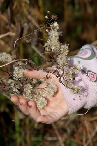 Discover the Secret Life of Seeds: Family Adventure at Audubon Little Explorers
