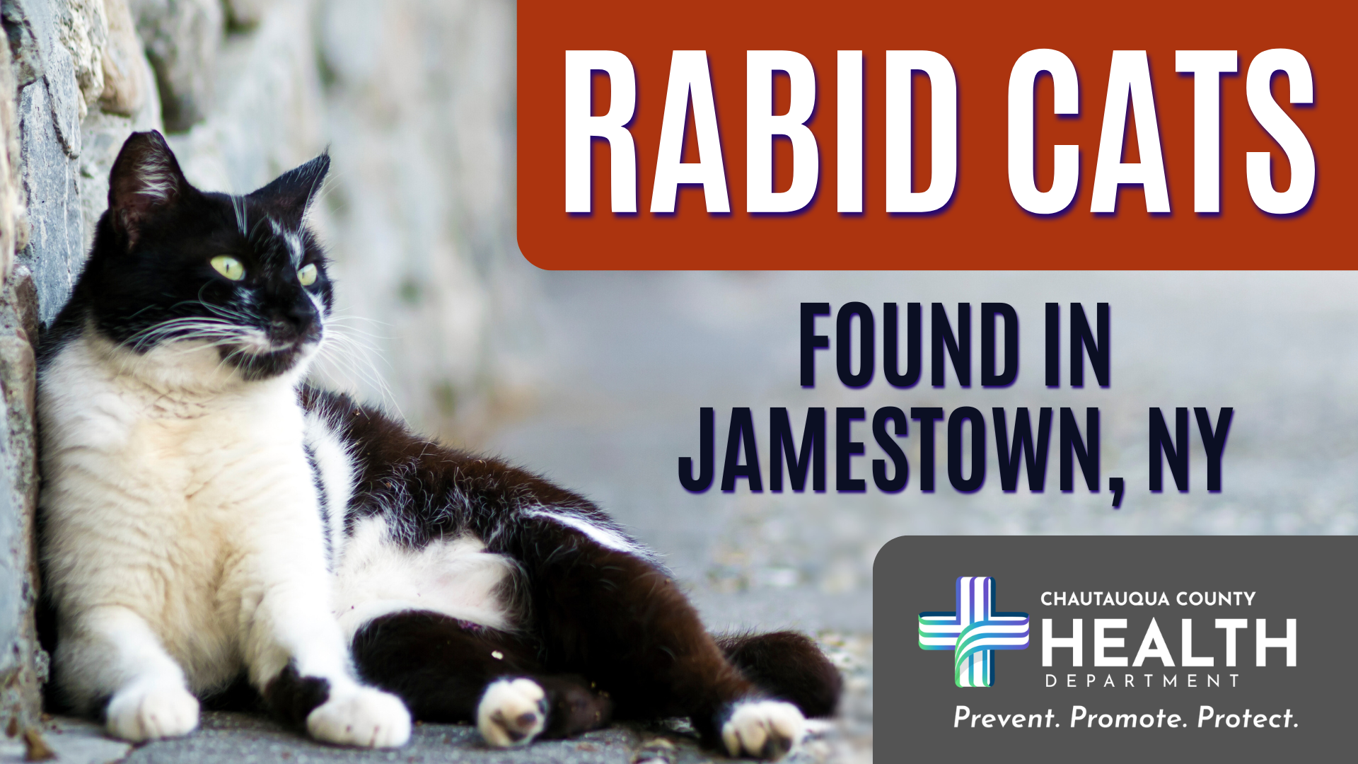 Rabid Cats in Jamestown Raise Alarm: Health Officials Urge Caution