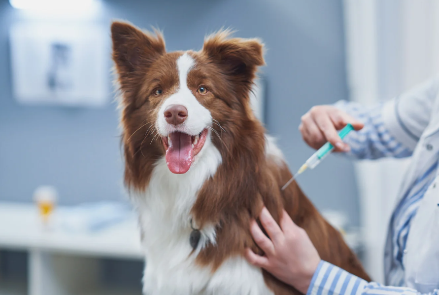 Free Rabies Vaccination Clinics Coming to Jamestown: Protect Your Pets