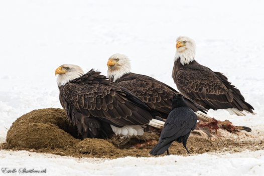 DEC Delivers Vital Updates for Western New York’s Environment and Outdoor Enthusiasts