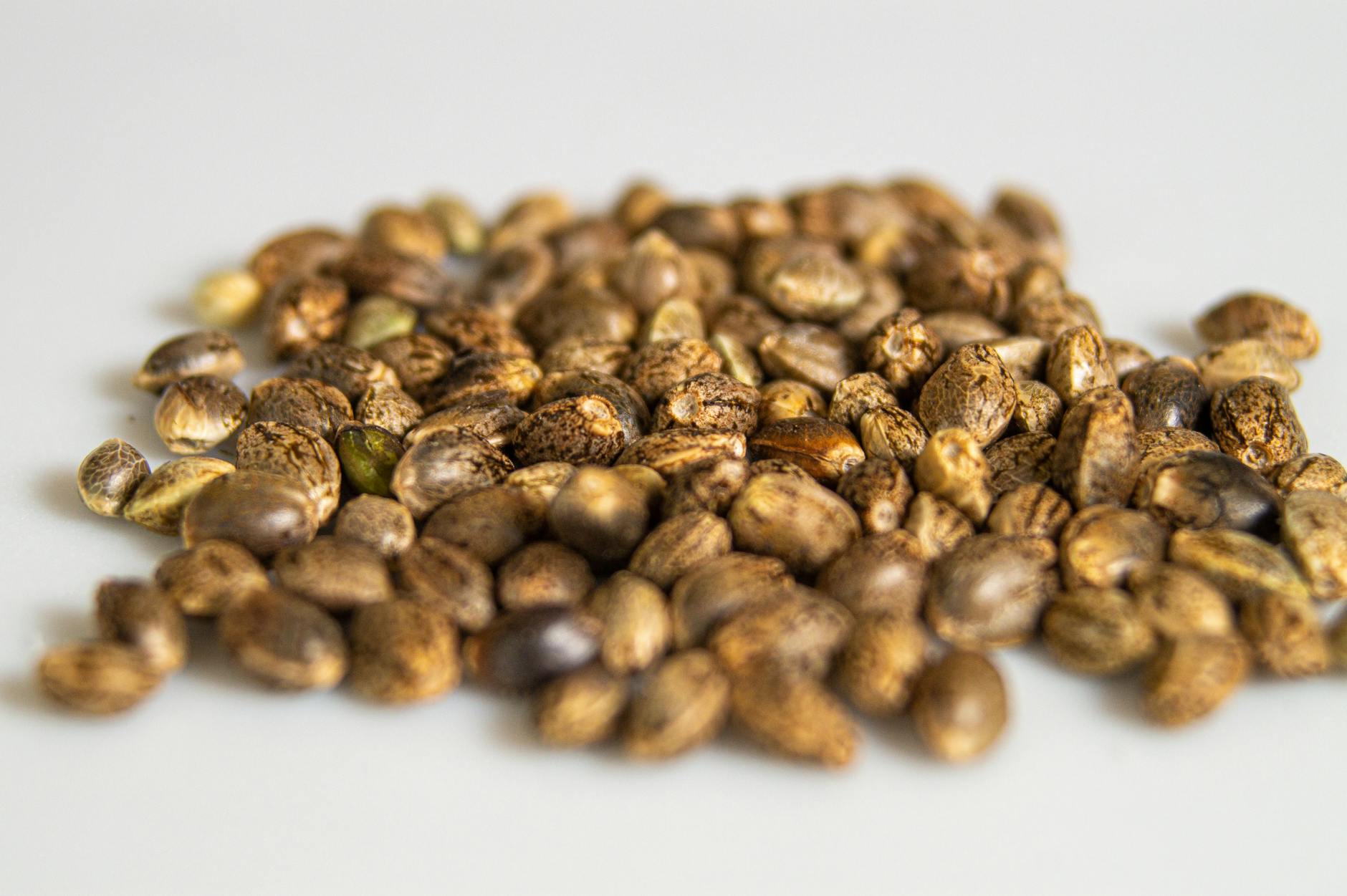 Seed Selection Mastery: Navigating the Market to Find the Best Cannabis Seeds for Your Needs