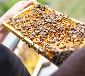 Buzzing into Beekeeping: Free Virtual Seminar for Veterans Interested in the Hive