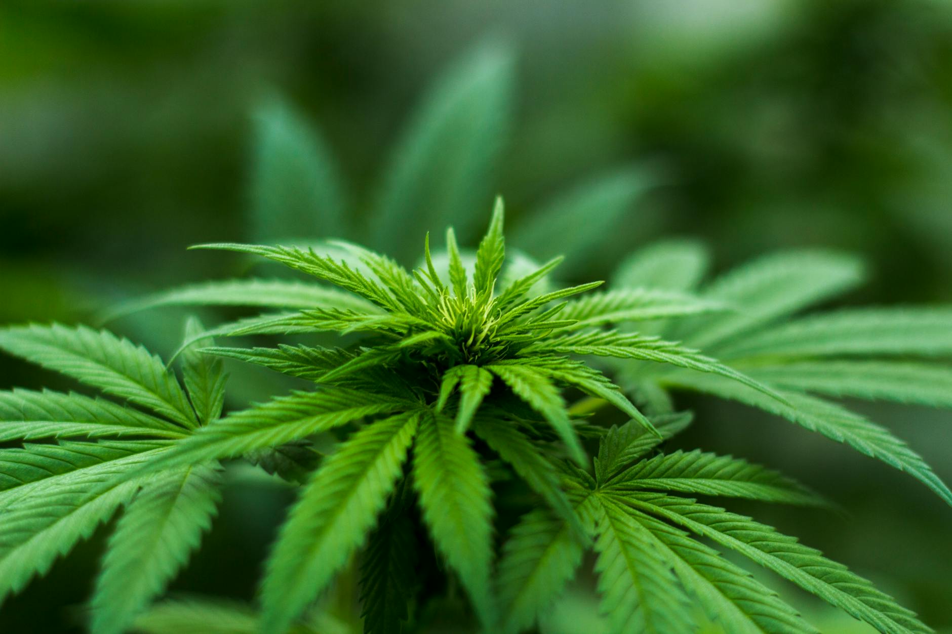 Balancing Lifestyle and Cannabis: Tips for a Harmonized Approach