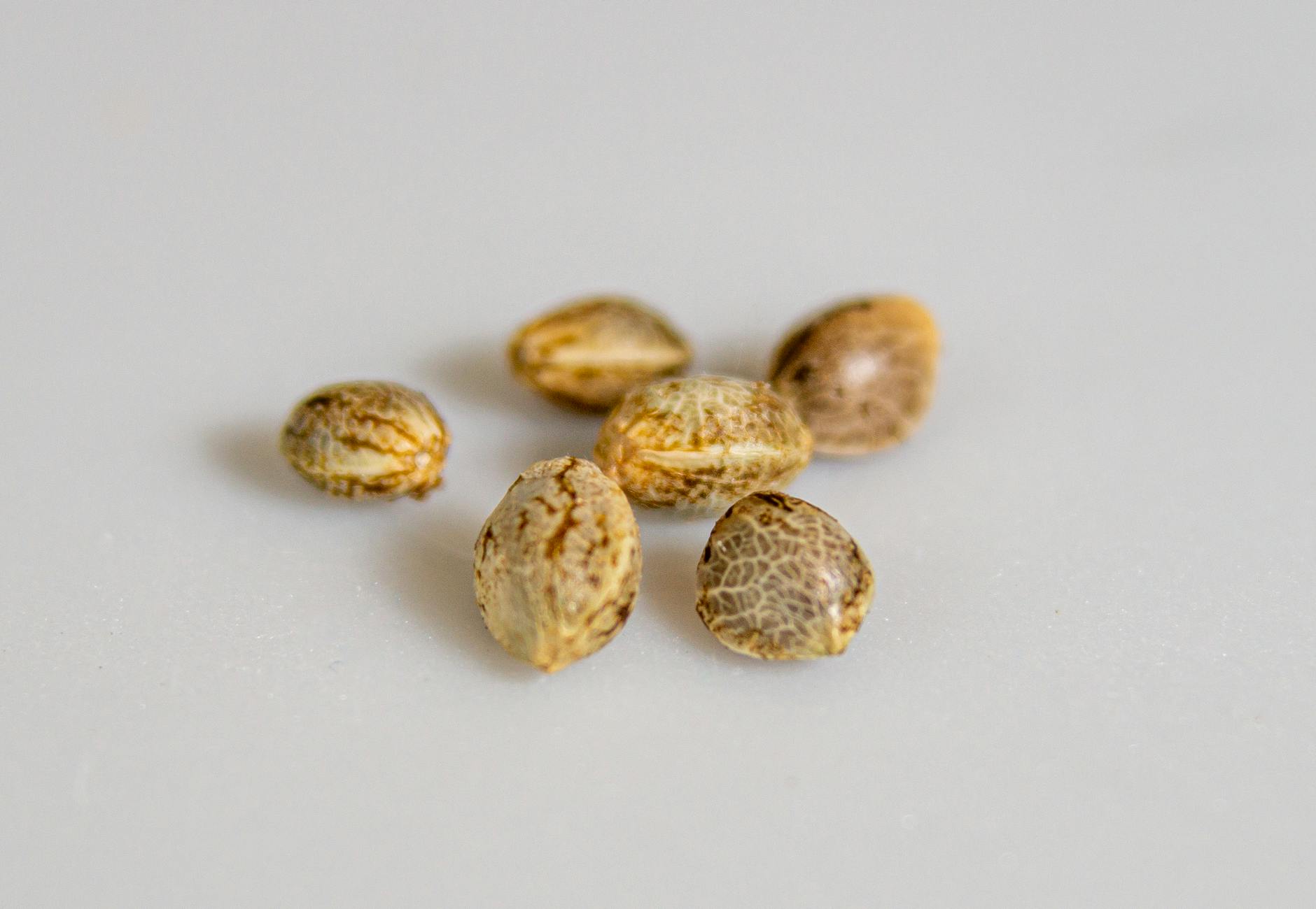 Seed Banks: Find The Right Strain For You