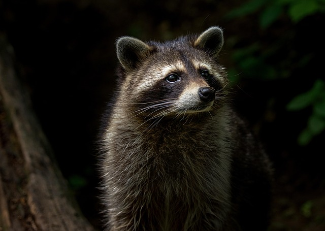 How Do You Keep Wild Animals Away From Your House?