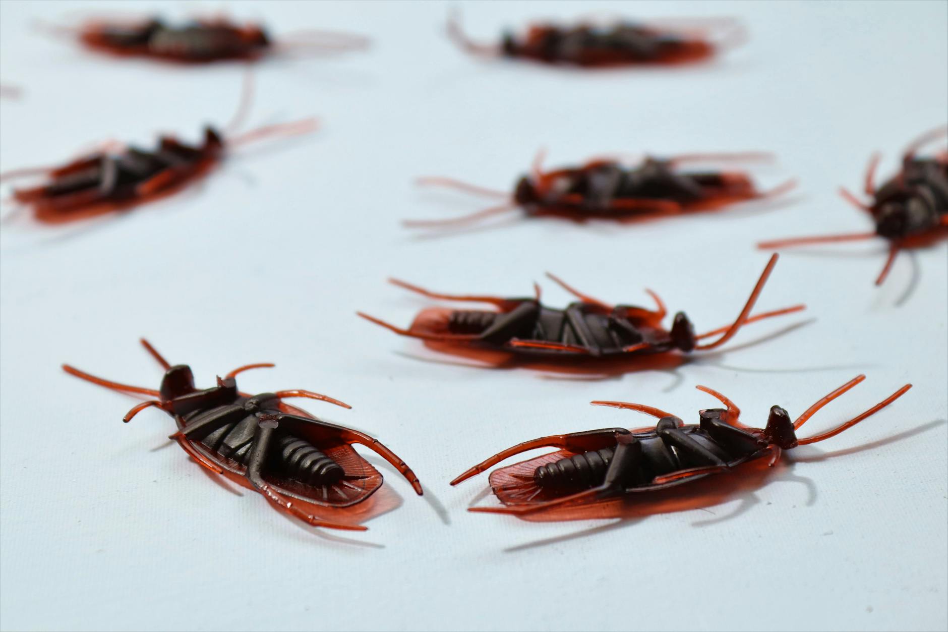 What DIY Pest Control Doesn’t Show You: Risks, Gaps, and False Confidence