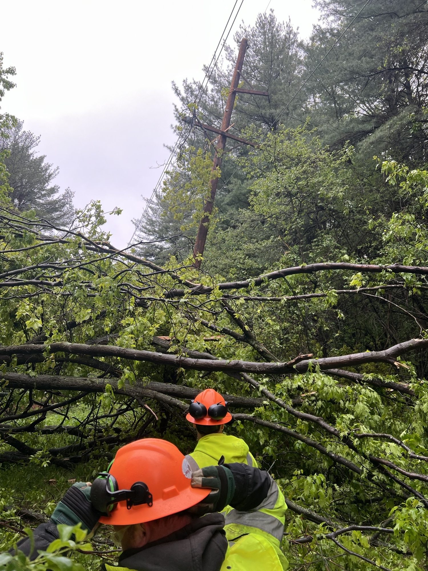 Power in the Balance: NYSEG and RG&E Invest $90M to Clear Trees, Strengthen Grid