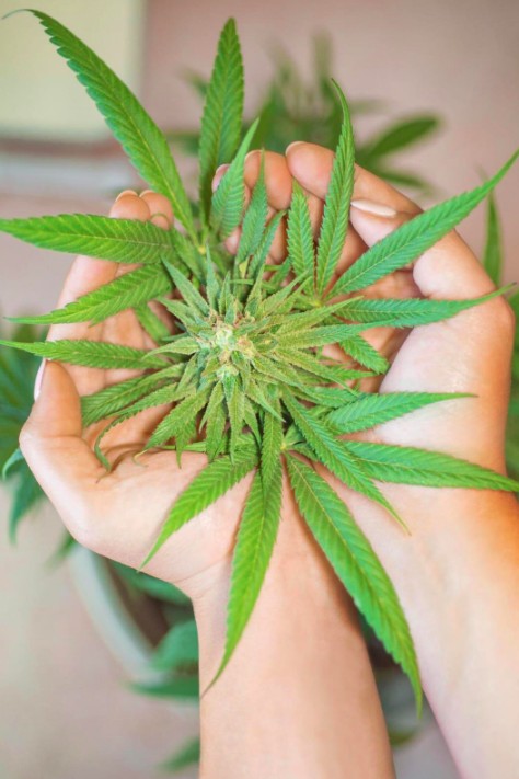 Understanding the Health Impacts of Cannabis Compounds