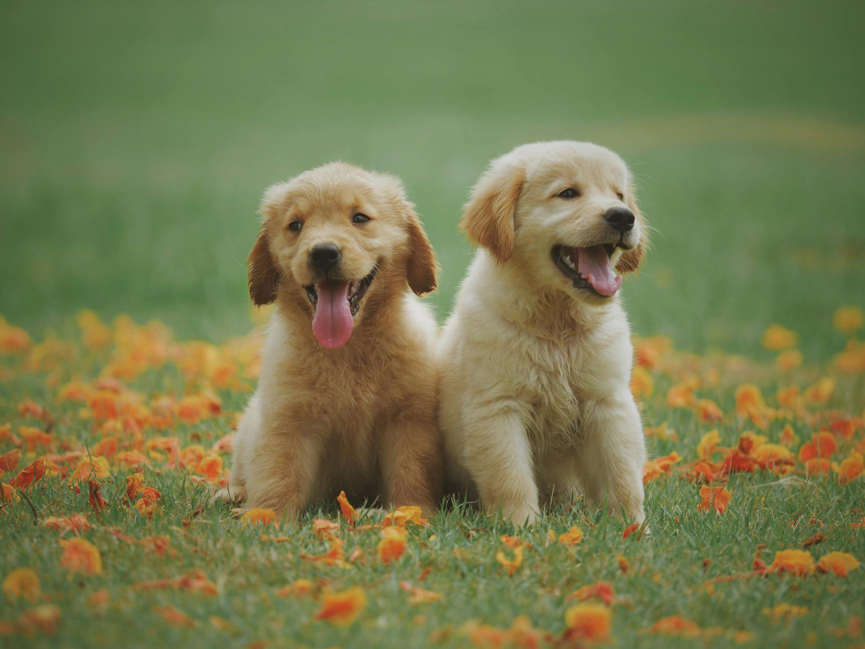 Key Insurance Protection for Your Pet Business