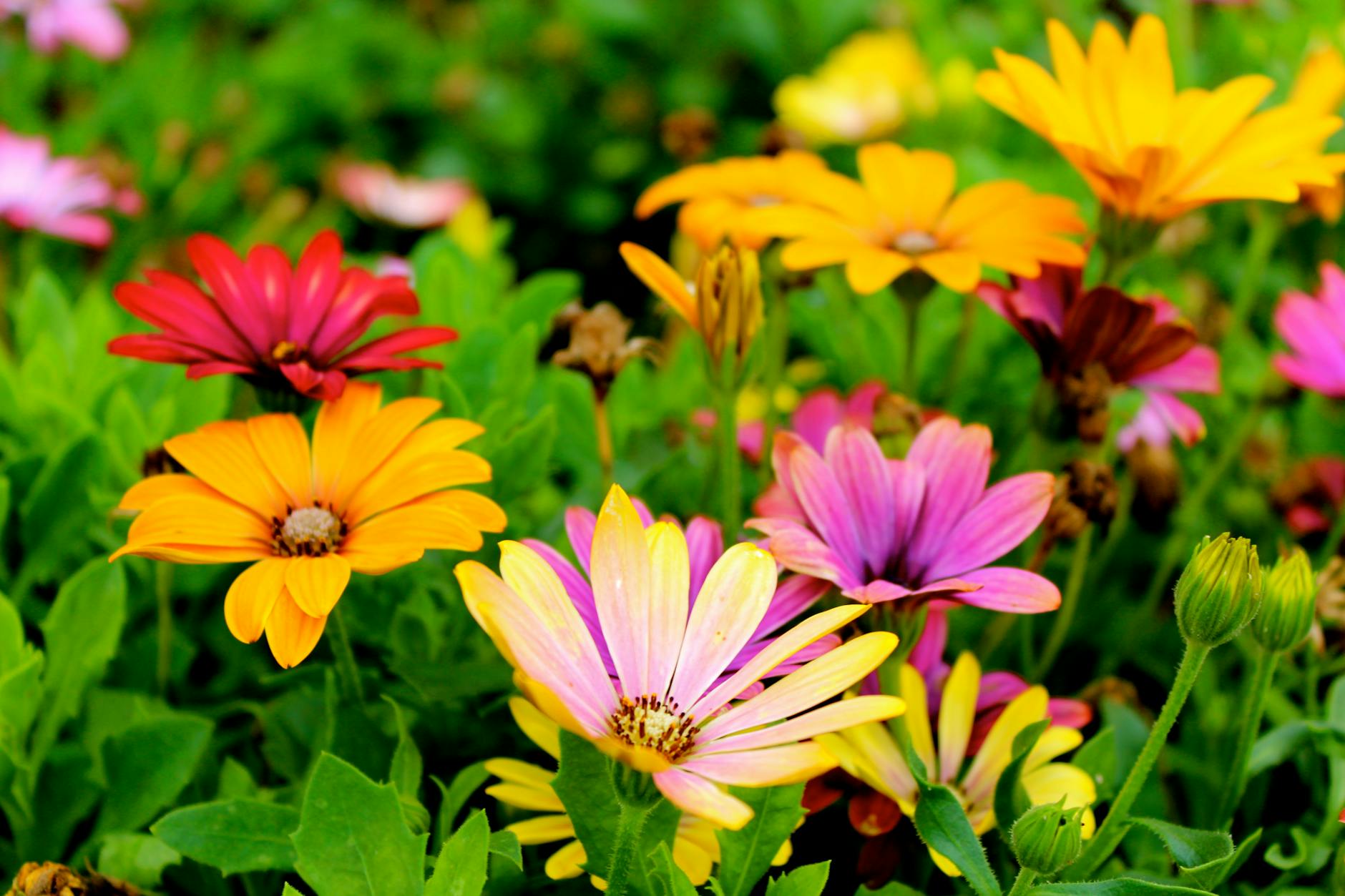 Transform Your Backyard Paradise with Gorgeous Blooms
