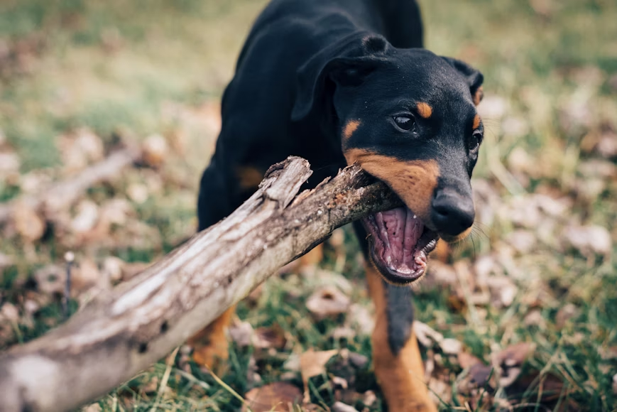 New York Court Ruling Expands Rights for Dog Bite Victims 