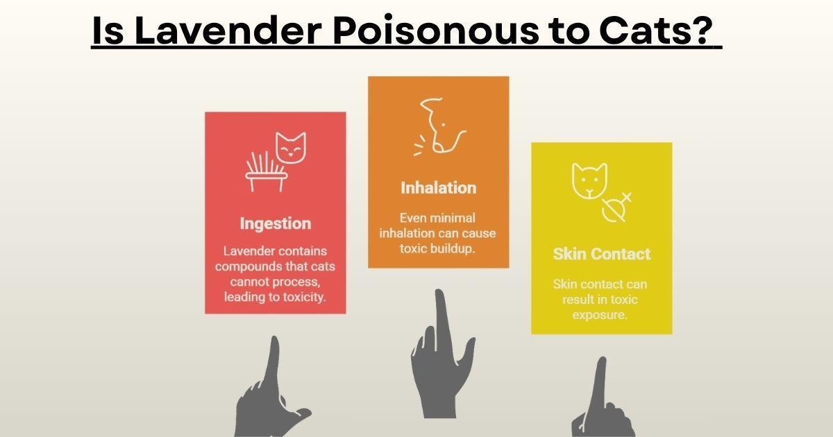 Is Lavender Poisonous to Cats?