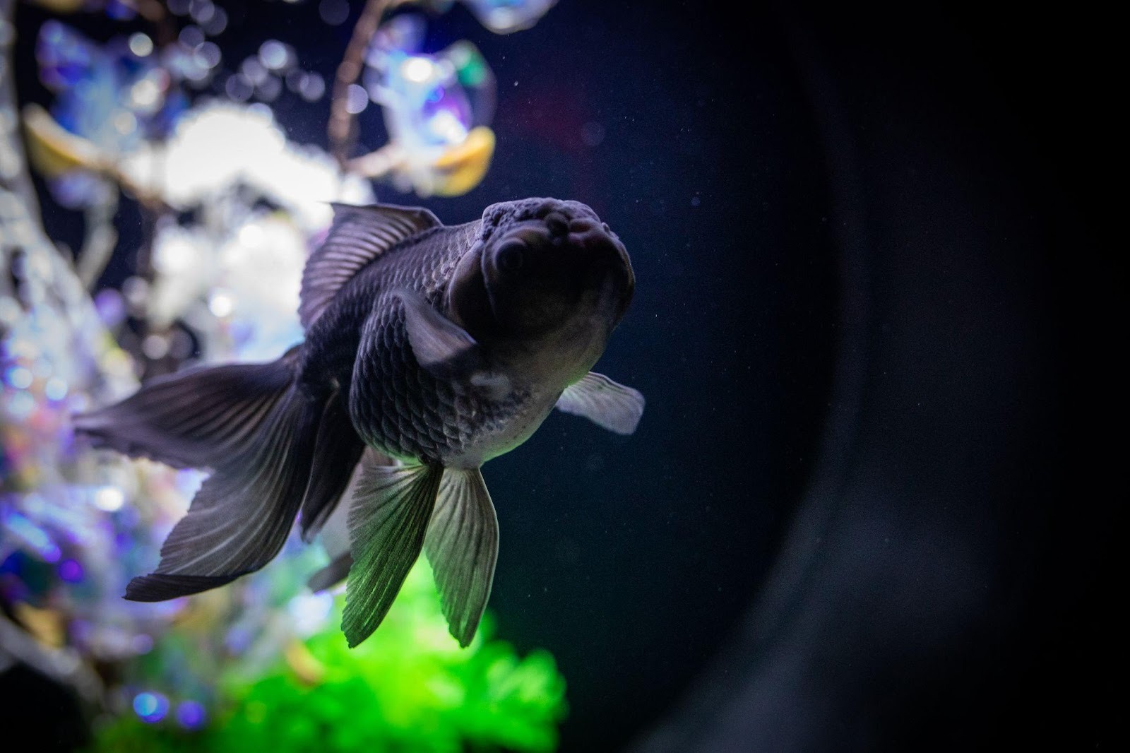Black Moor Goldfish: Care, Feeding, and Breeding Essentials Complete Guide