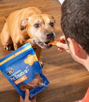 5 Proven Benefits of CBD Oil for Dogs with Anxiety and Stress
