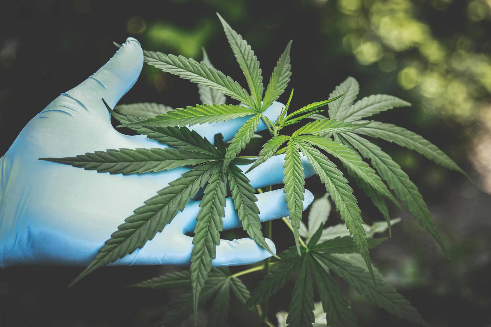 Exploring the Therapeutic Benefits of Cannabis Extracts