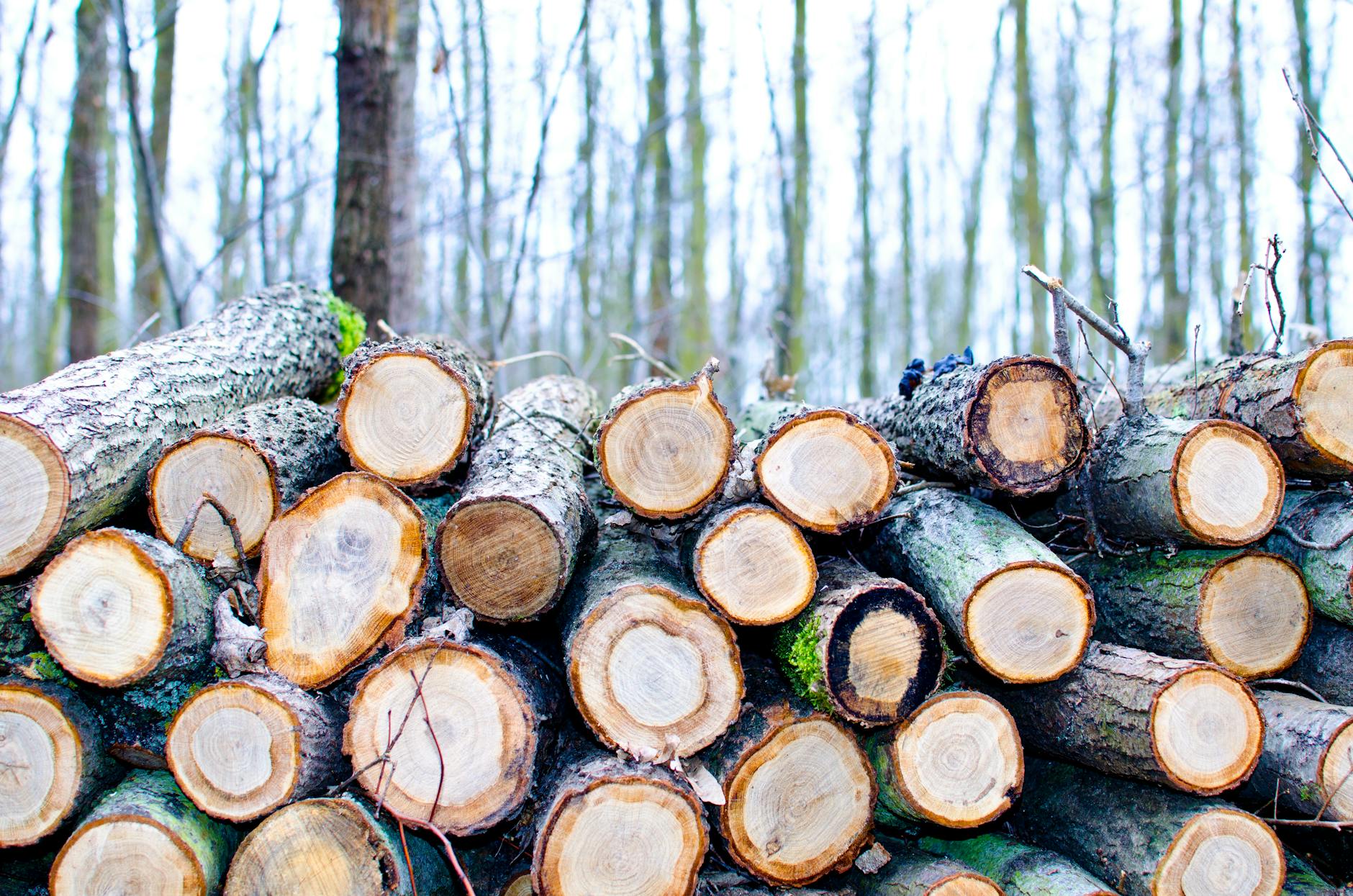Finding the Right Timber Suppliers Near Me in Australia