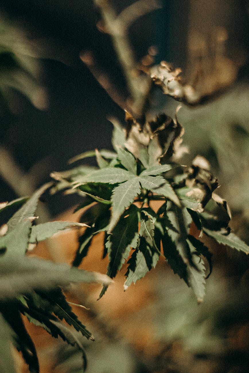 How Medical Cannabis Can Support Mental Health