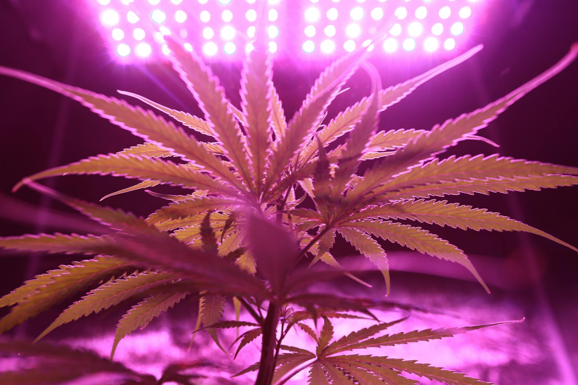 How Cannabis Prices Differ for Medical and Recreational Users