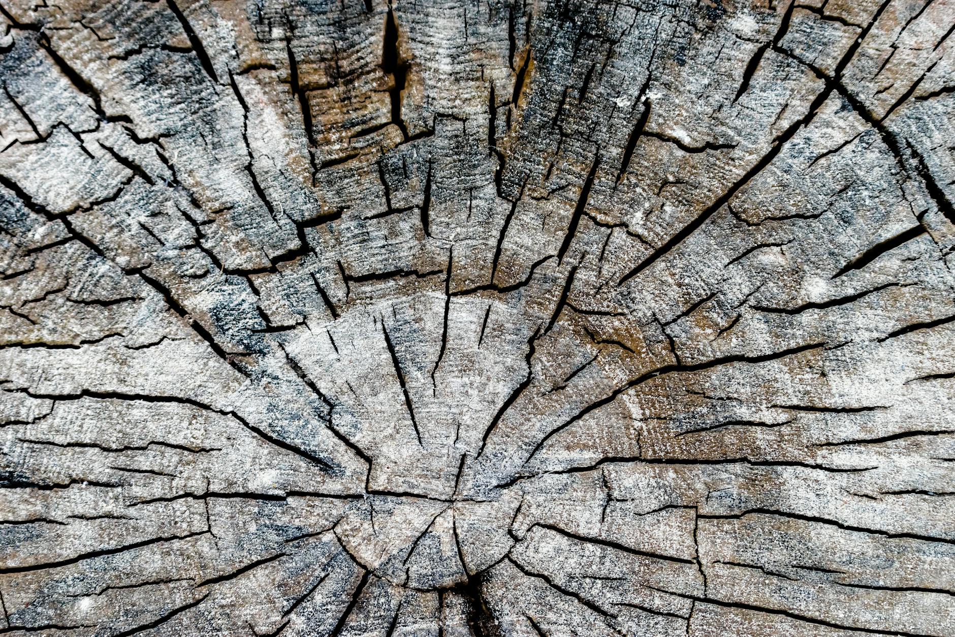 Beyond the Uproot: The Hidden Value of Stump Removal
