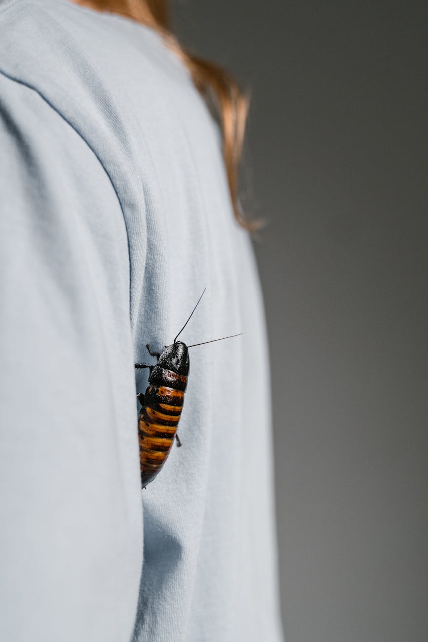 7 Reasons Cockroaches Stay Active in Houston No Matter the Season