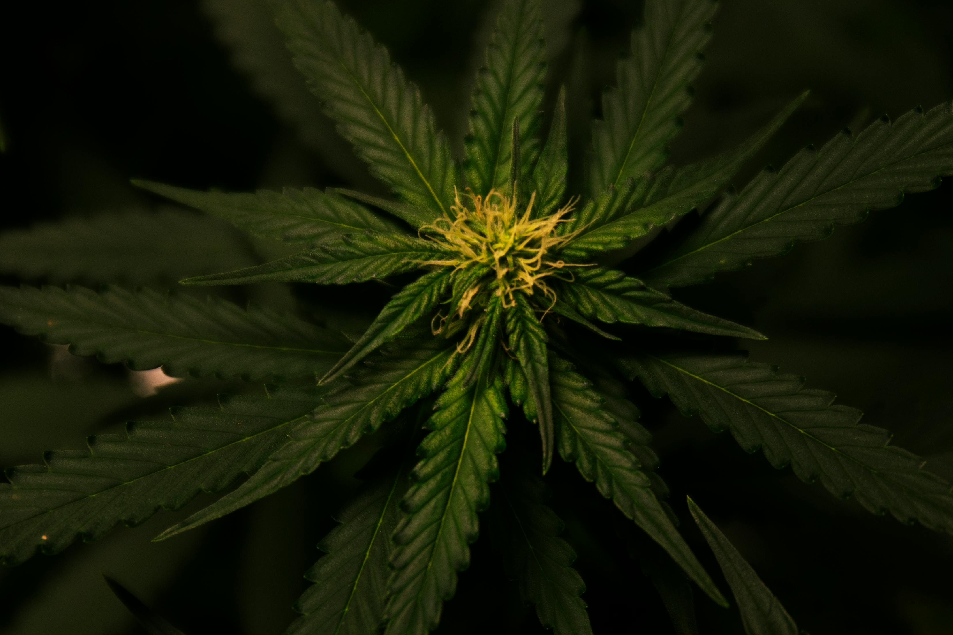 Benefits of Cannabis in Managing Chronic Pain