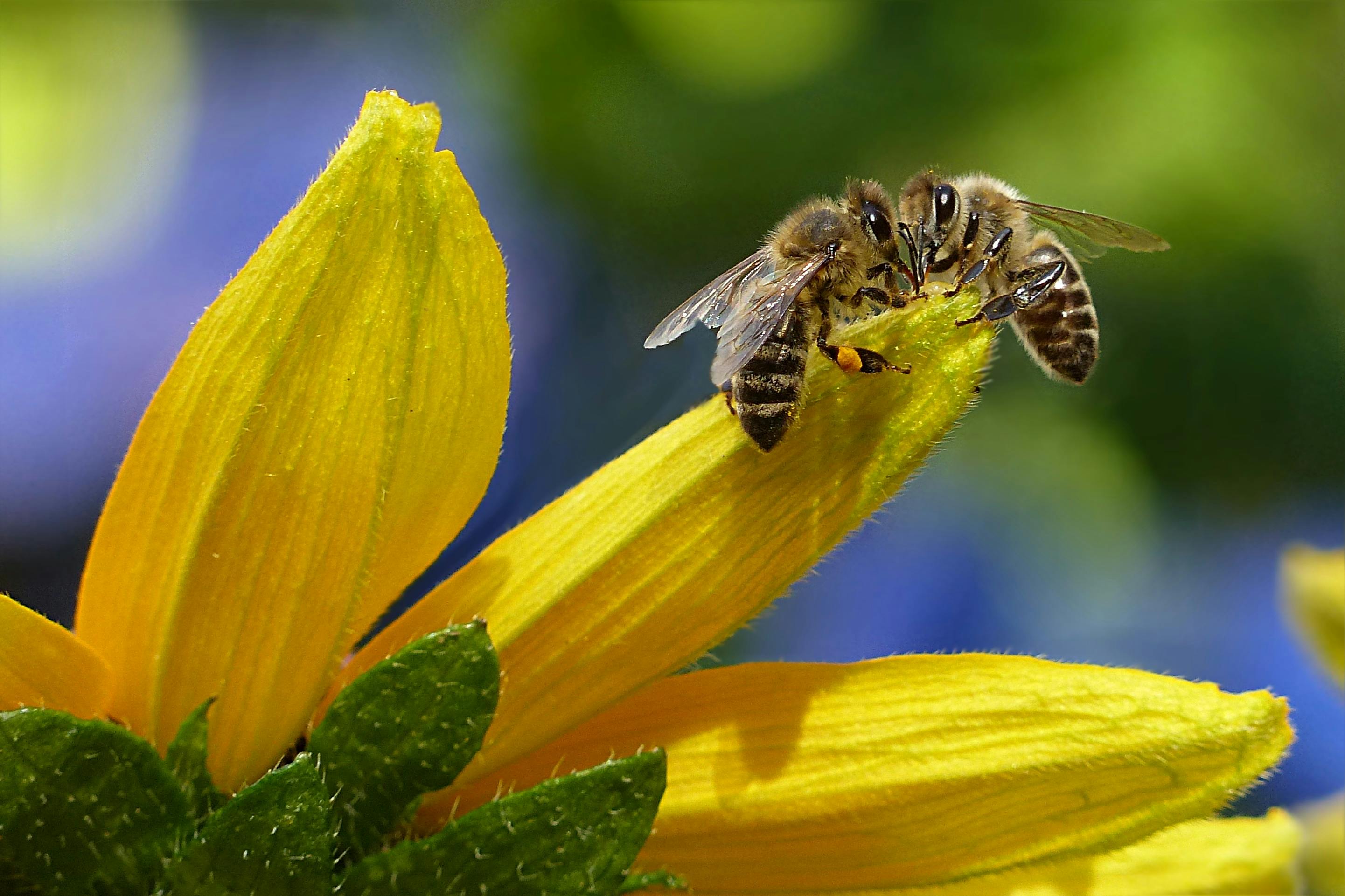 Welcoming Bees into Your Backyard: A Practical Guide for New Keepers