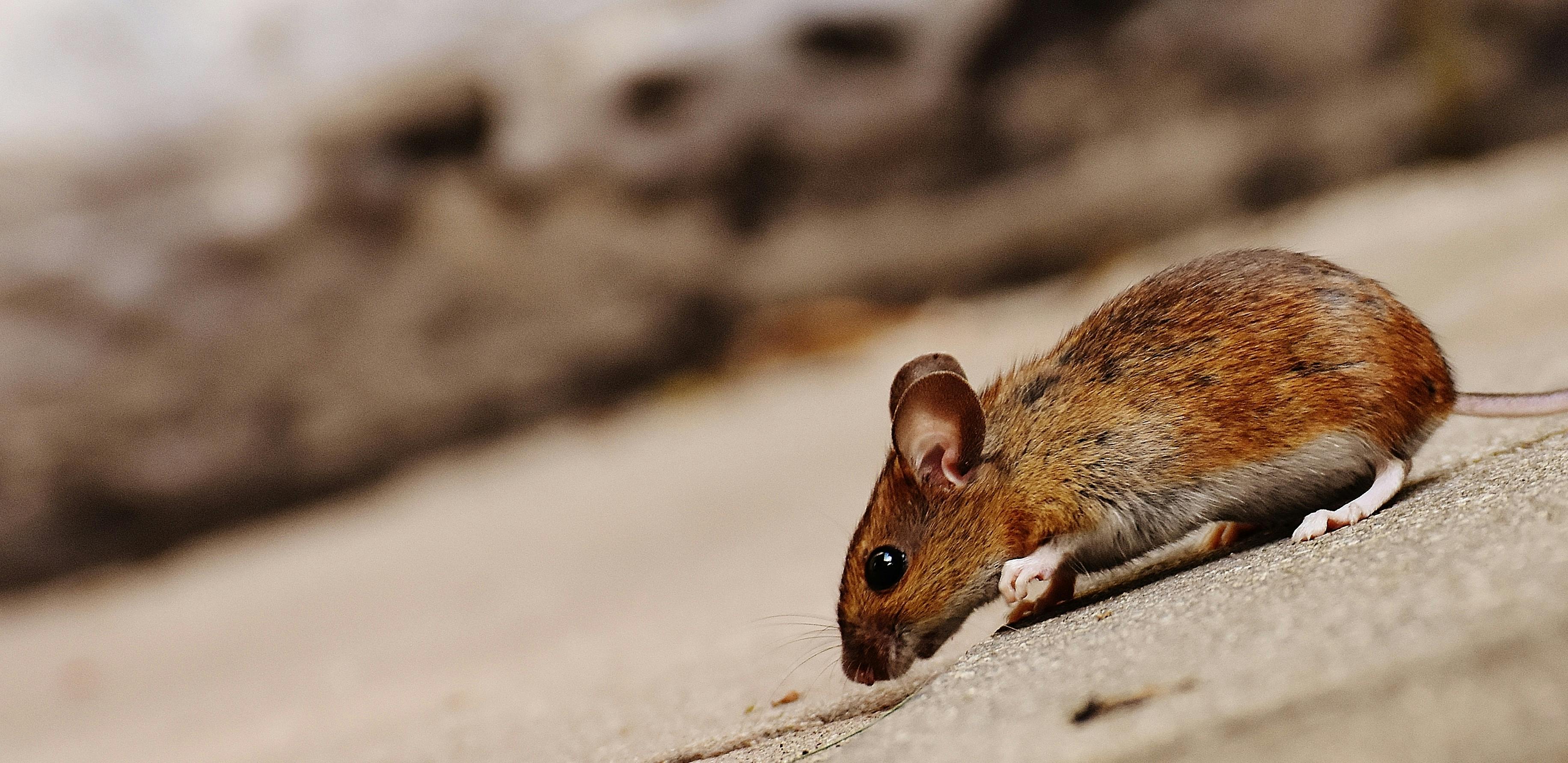 How Effective Mouse Control Finds Hidden Vulnerabilities and Blocks Rodent Entry