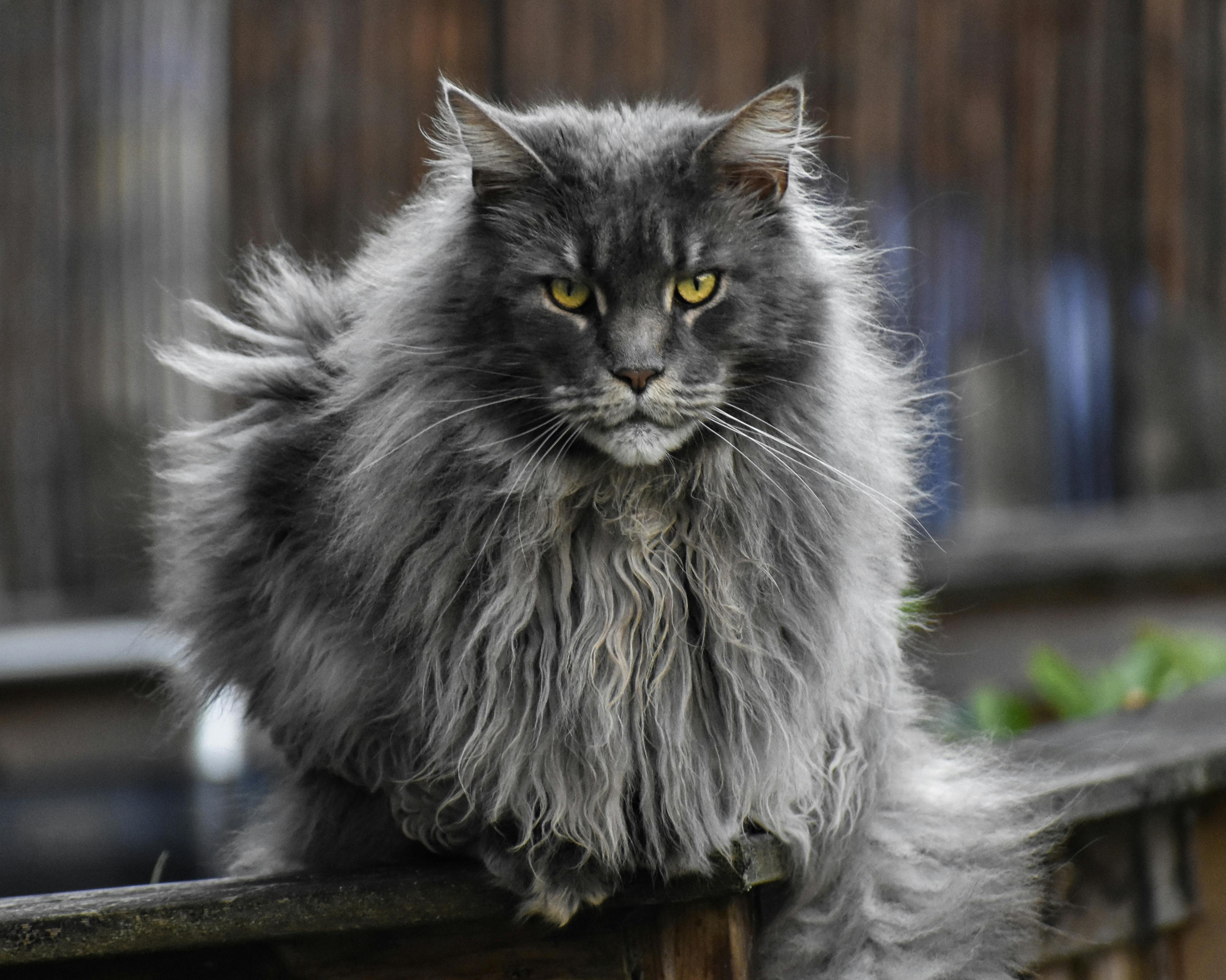 Purebred Cats for Sale: How to Choose the Right Breed
