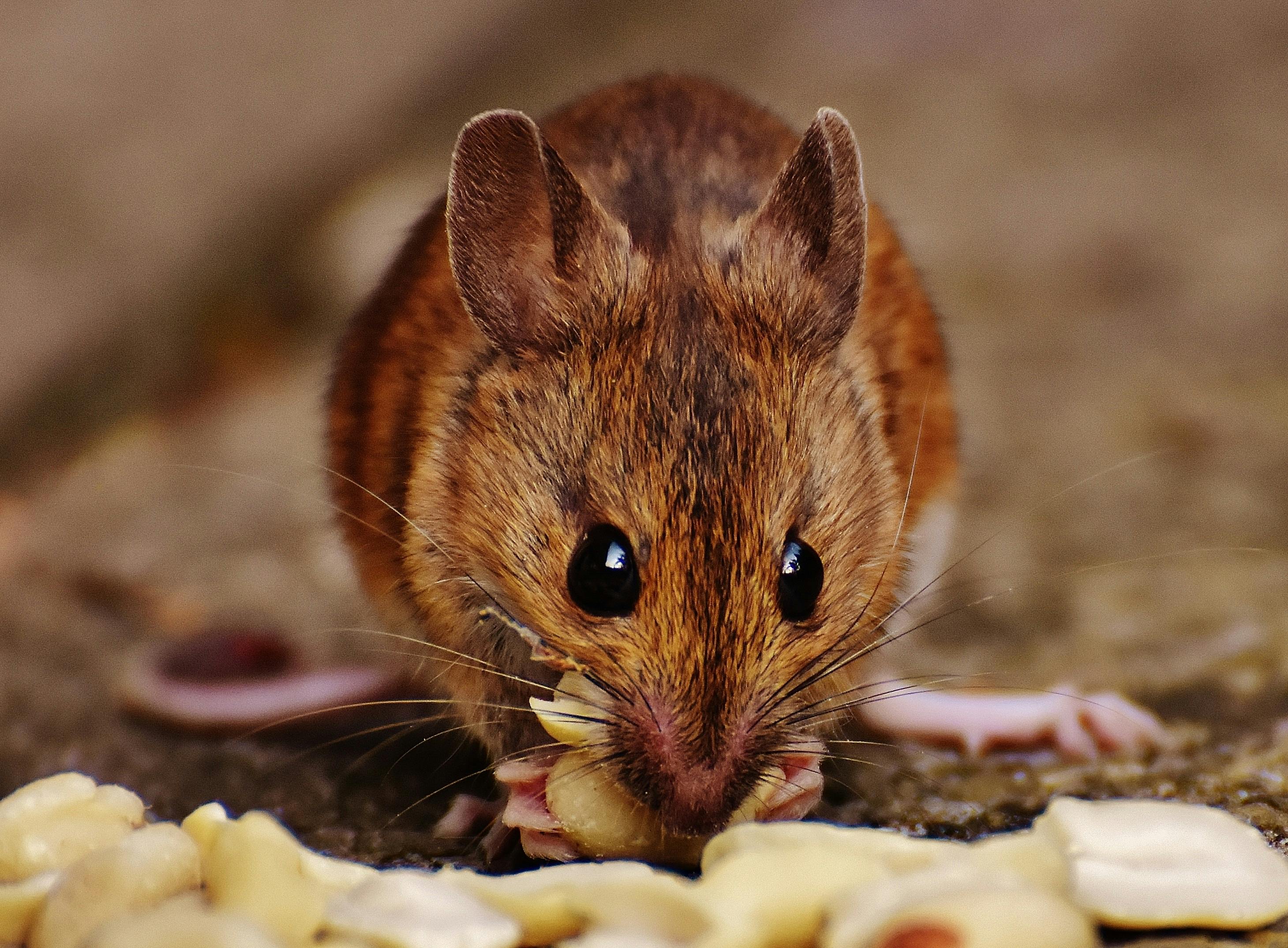 Your Home Deserves Better: Professional Rodent Removal Solutions
