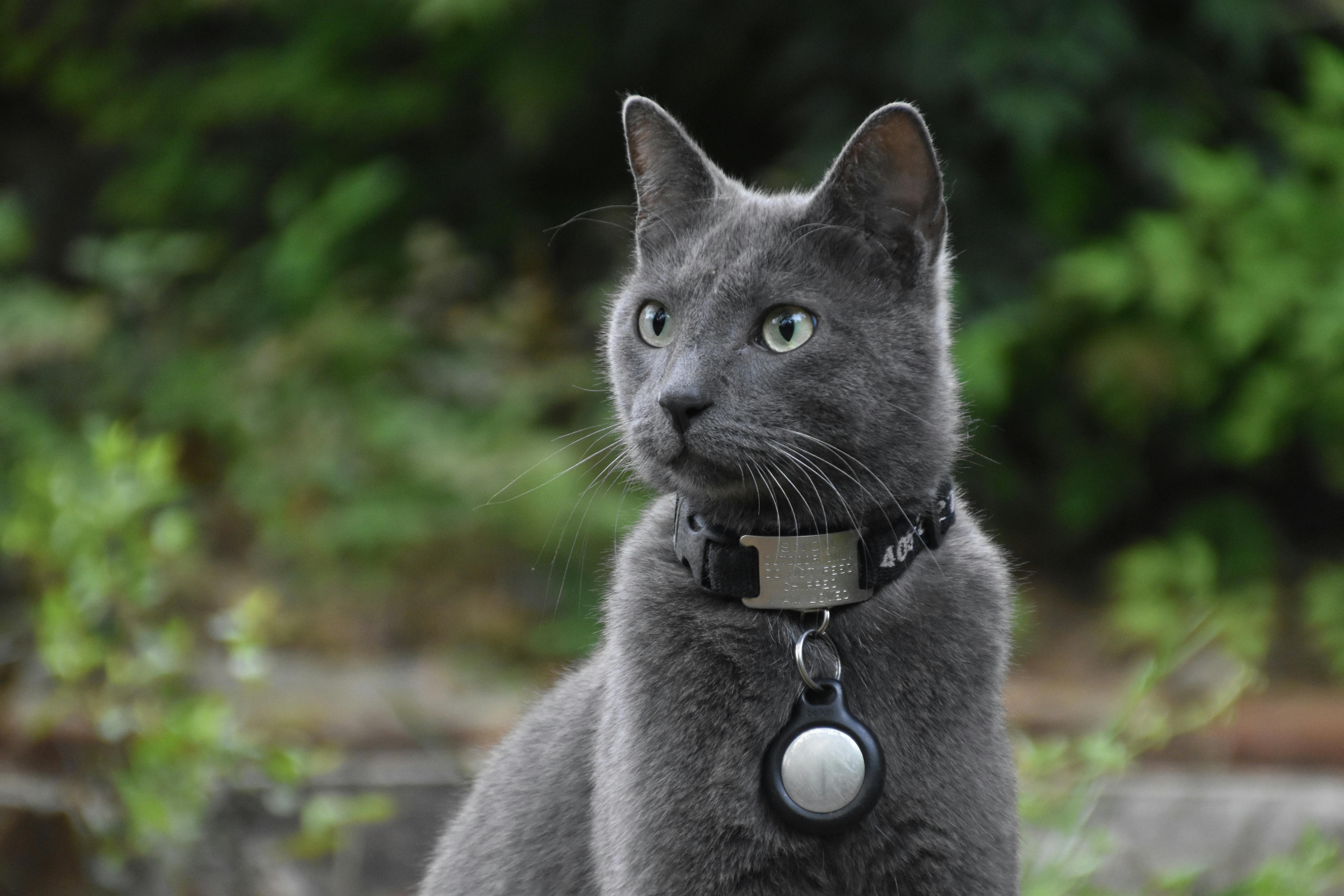 5 Critical Details Smart Pet Owners Put on Custom ID Tags