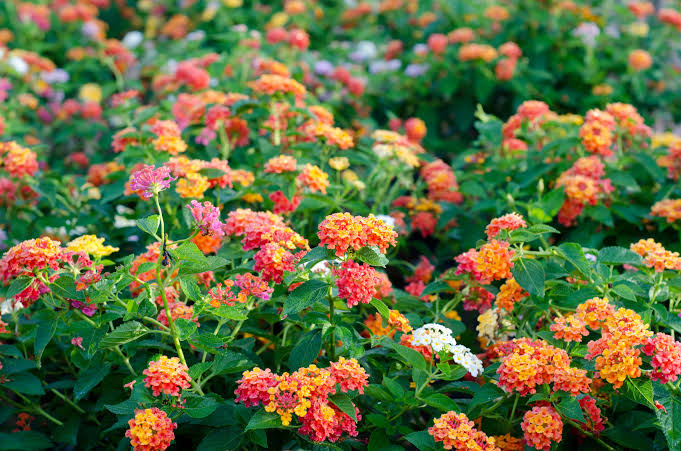 The Best Flowering Plants For Year Round Garden Color