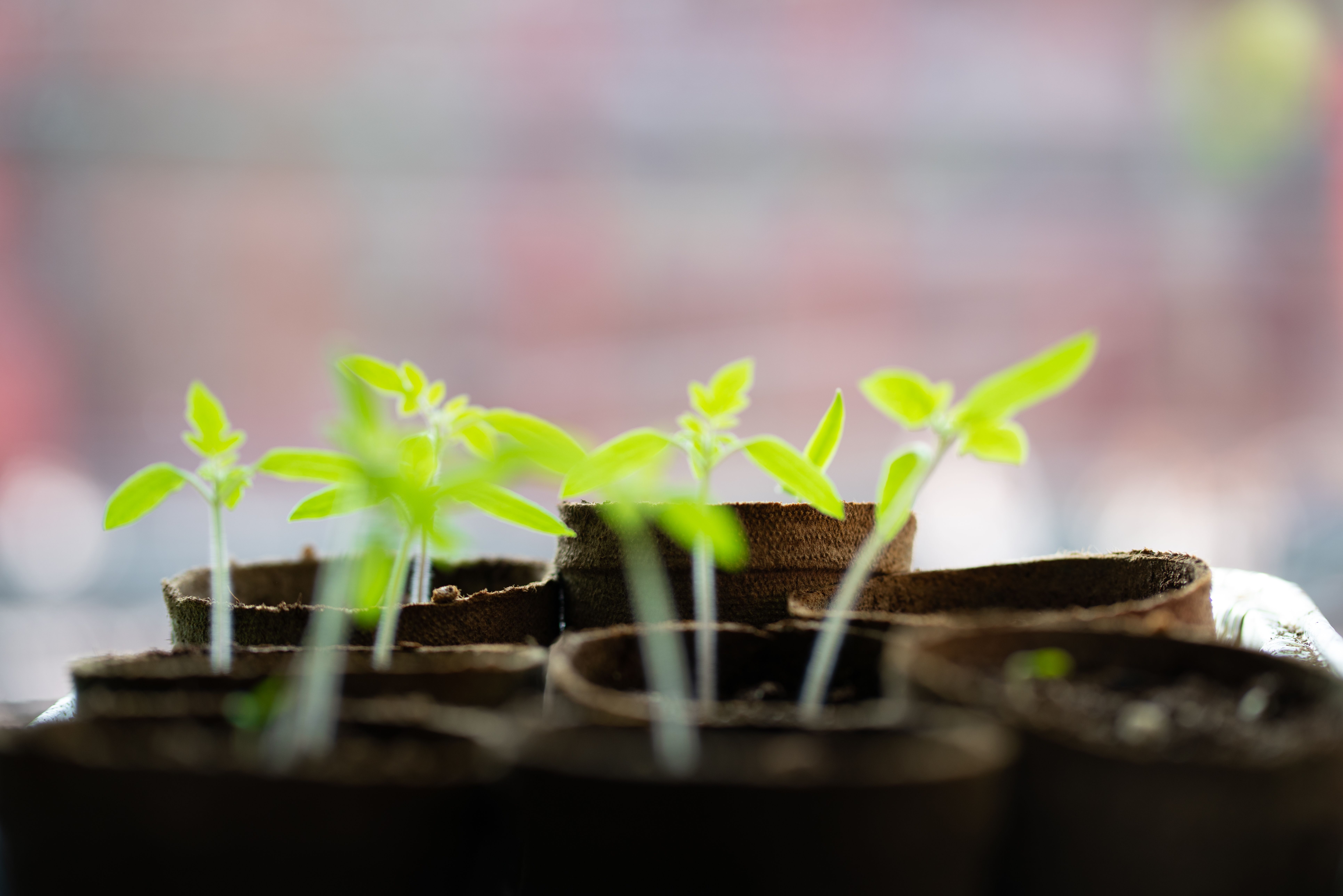 How Nature’s Varieties Influence Your Daily Routine