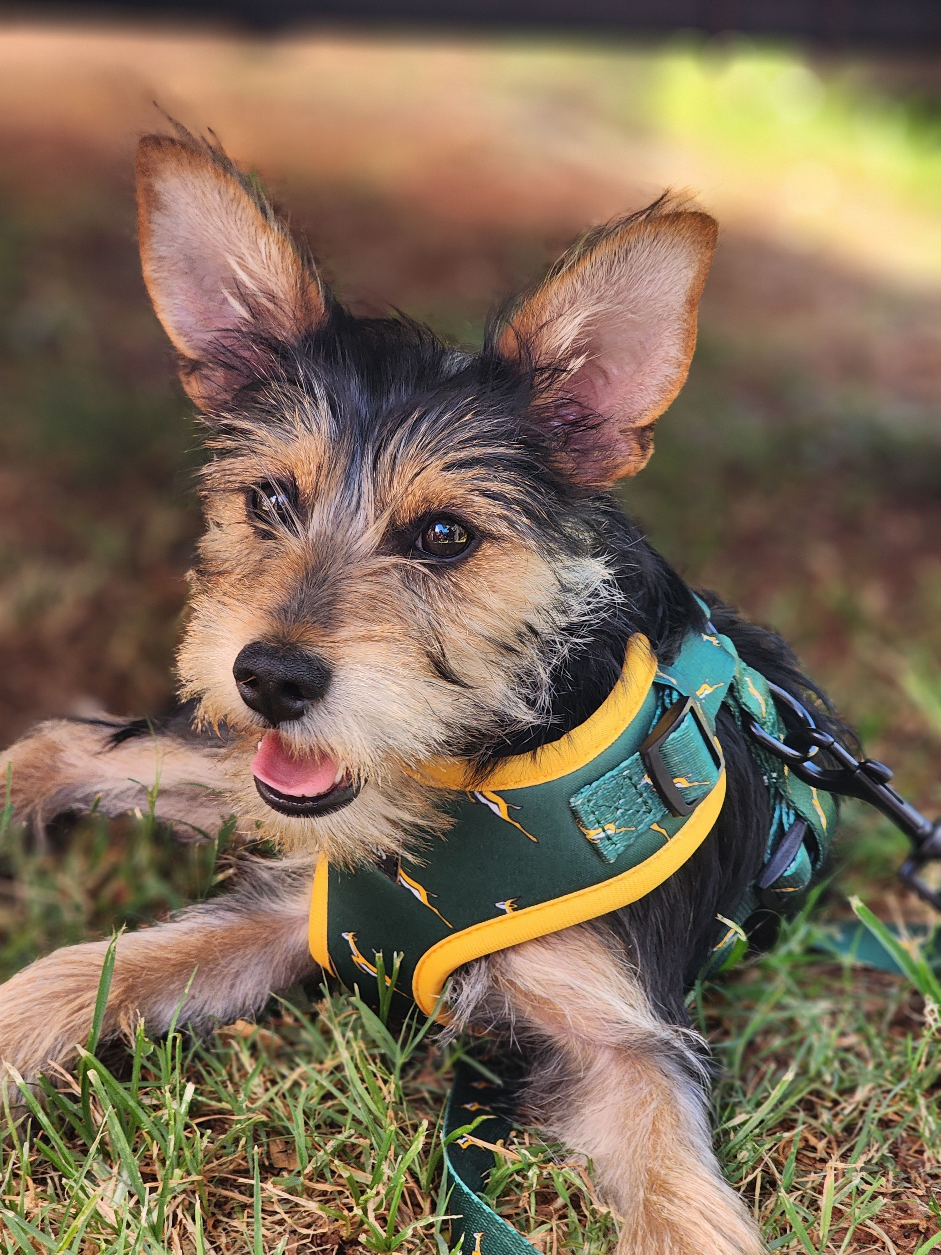 How a Dual-Clip Harness Gives Dog Owners Better Pull Control