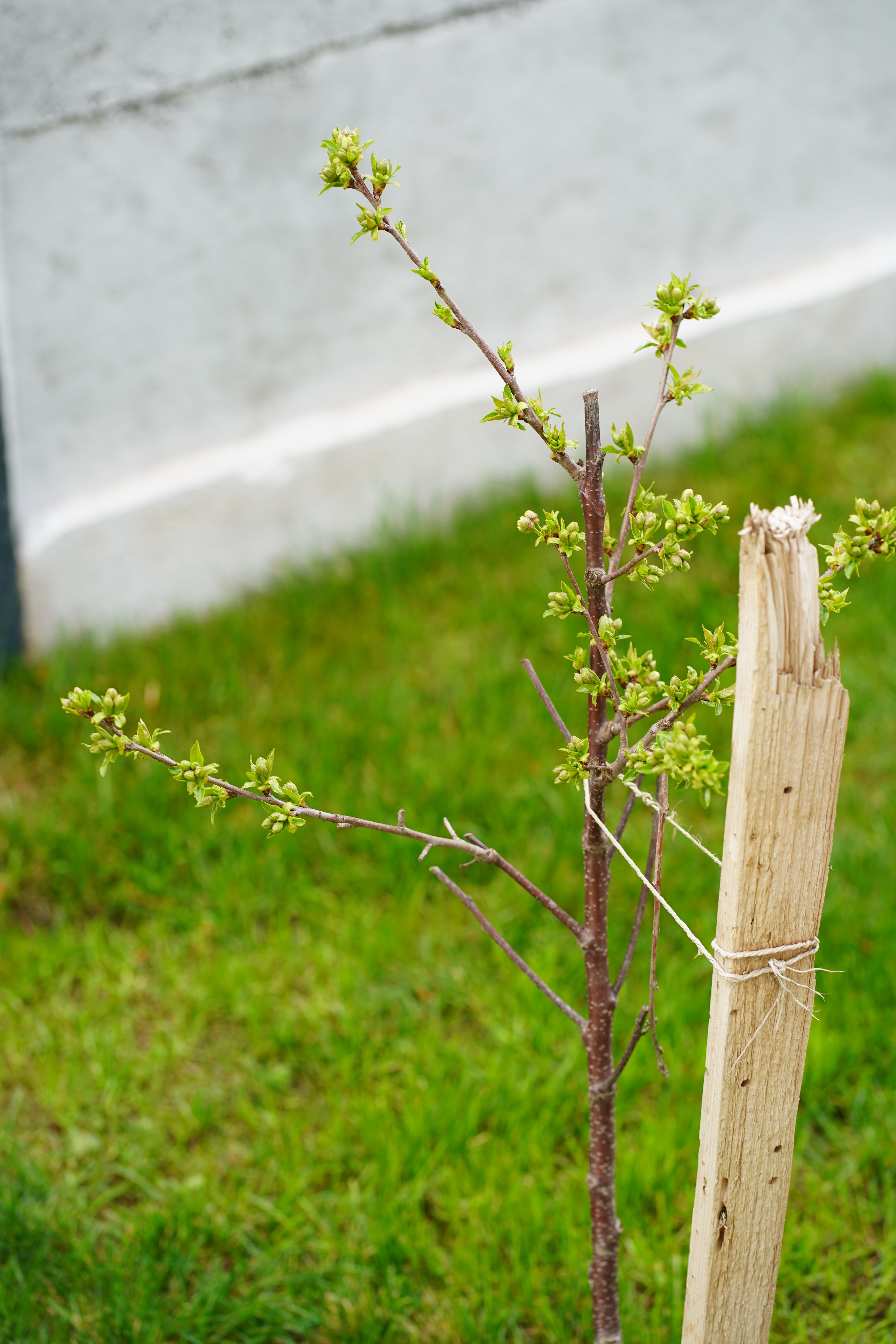 Why Choosing the Right Species Before Planting a New Tree Can Save You Years of Costly Maintenance